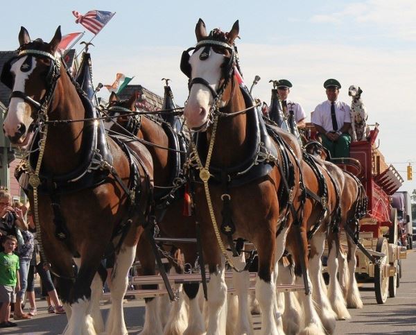 Budweiser Clydesdales Appear in at Snake River Landing Snake River